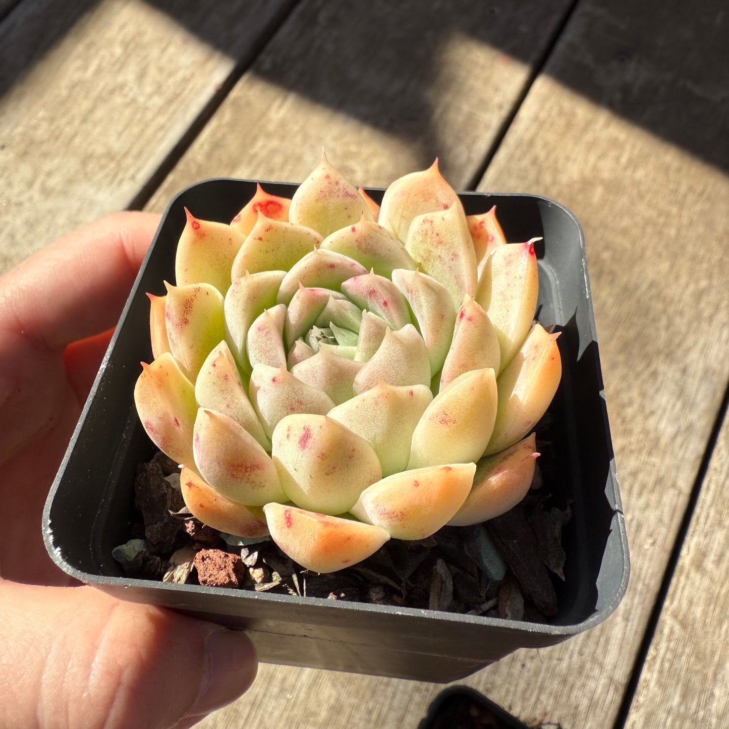000 Succulent Value Pack [N2]
