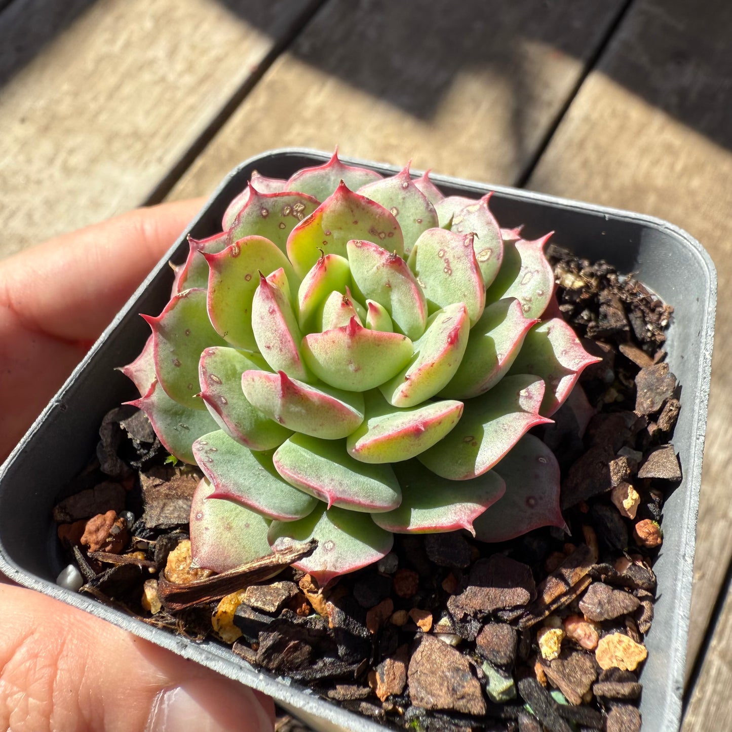 000 Succulent Value Pack [N2]