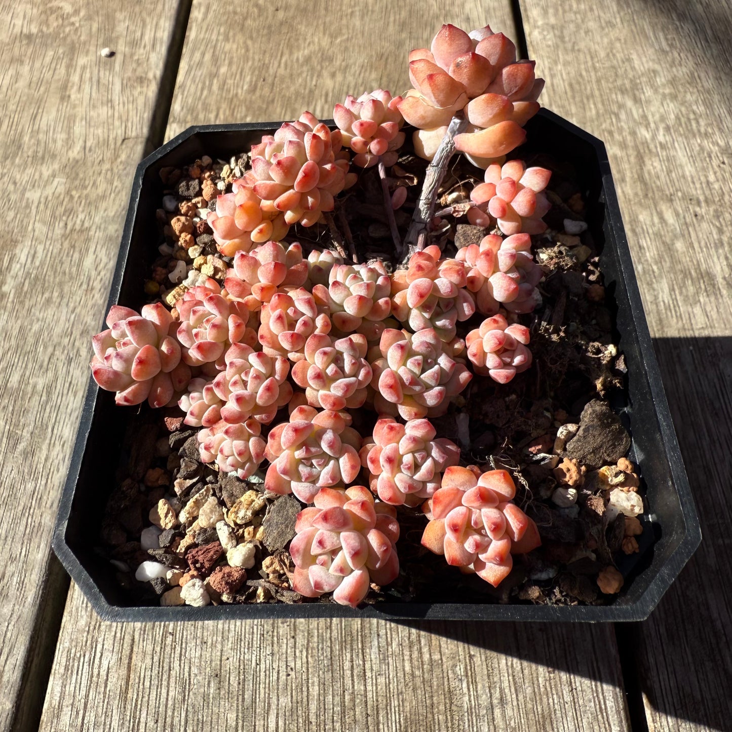 1208 Echeveria Caramel Spirit (Large clump)