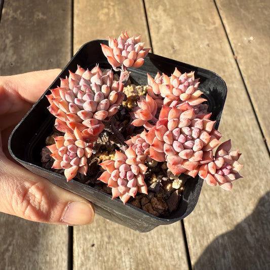 1208 Echeveria ‘Chrissy N Ryan’