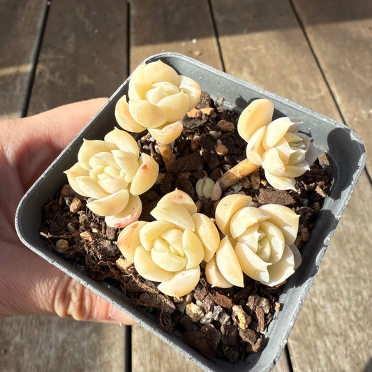 1208 Echeveria elegans 'Cream Berry'