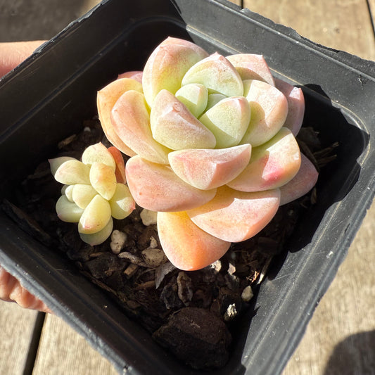 1208 Echeveria Ice Green