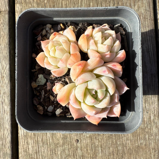 1208 Echeveria Pink Elegans