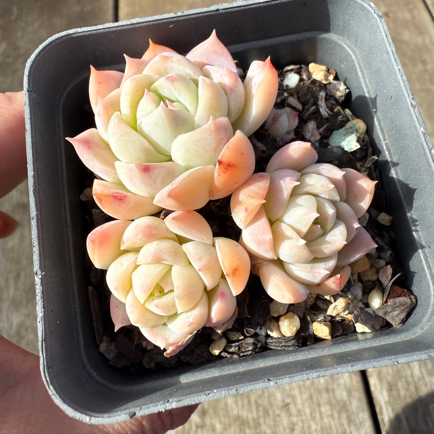 1208 粉月影