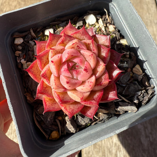 1208 Echeveria Queen 'Hi-ins'