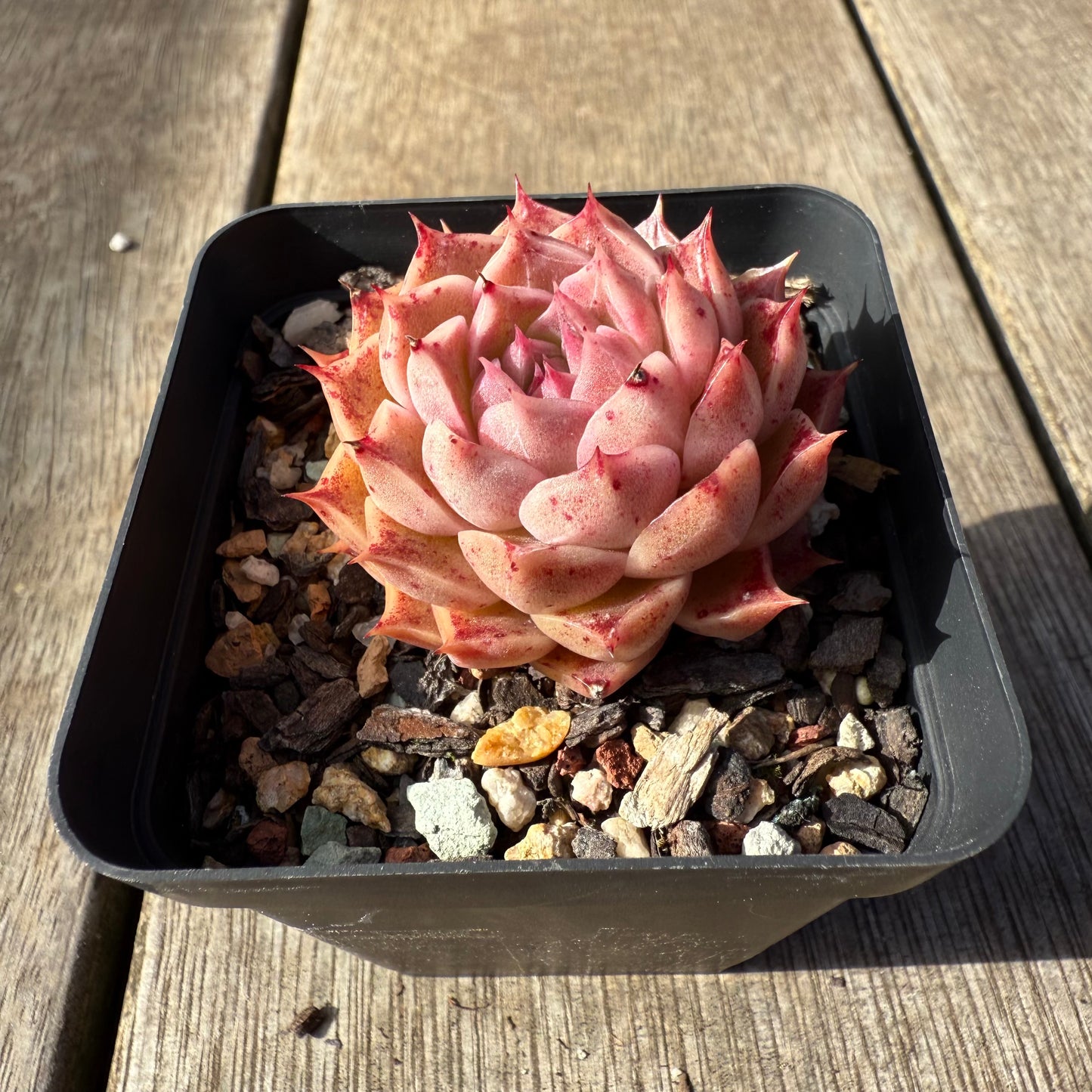 1208 Echeveria Queen 'Speckles'