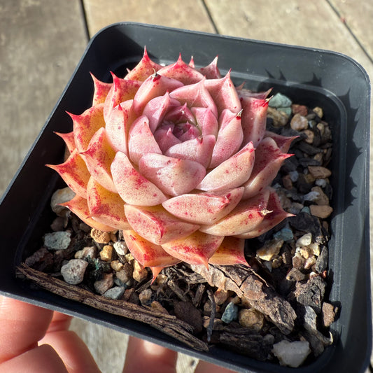 1208 Echeveria Queen 'Speckles'