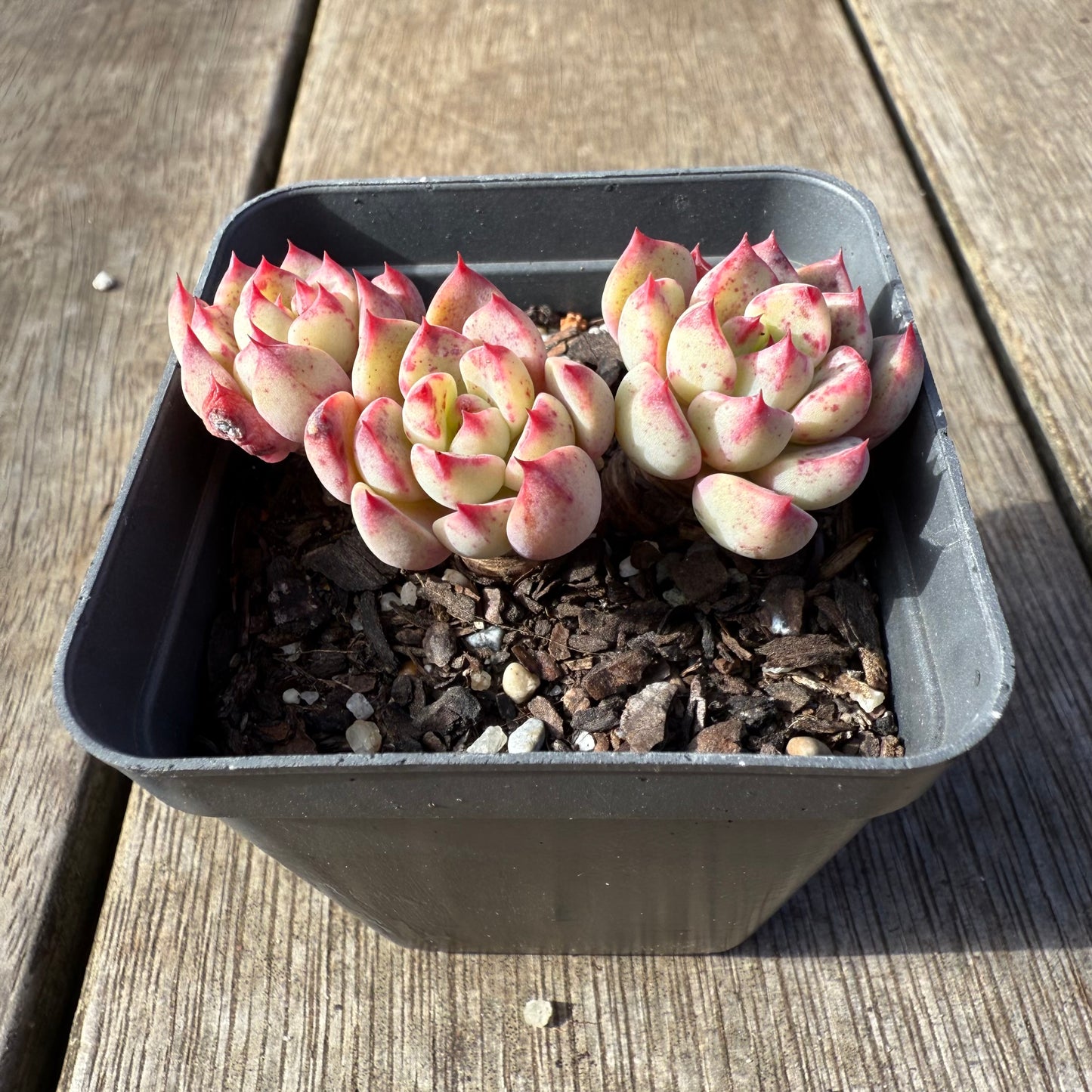 1208 Echeveria Shichifuku Bini / Nana Hook