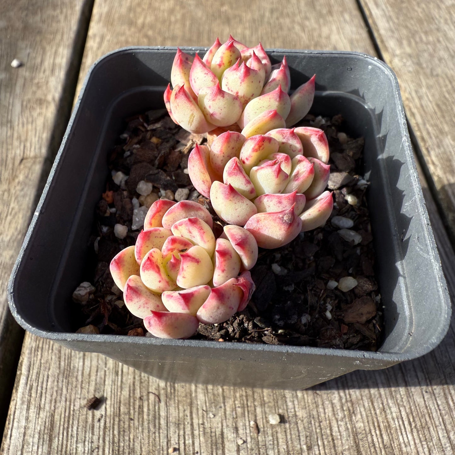 1208 Echeveria Shichifuku Bini / Nana Hook