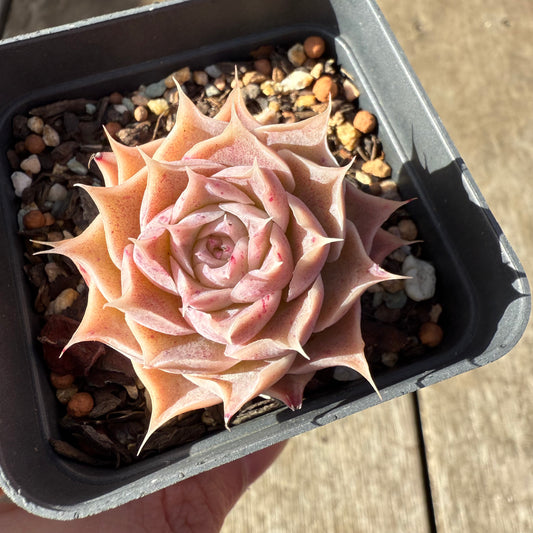 1208 Echeveria Simulans 'Blush'