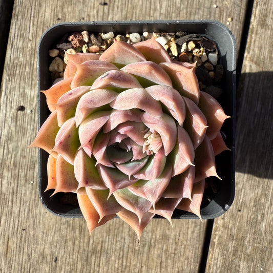 1208 Echeveria Strawberry Roll