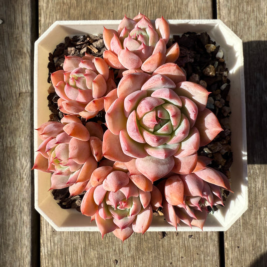 1208 Echeveria Tippy (Multi)