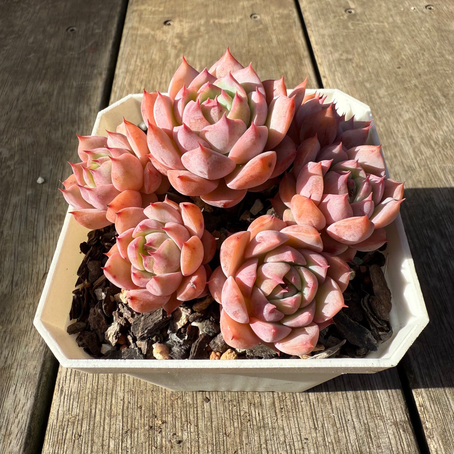 1208 蒂比