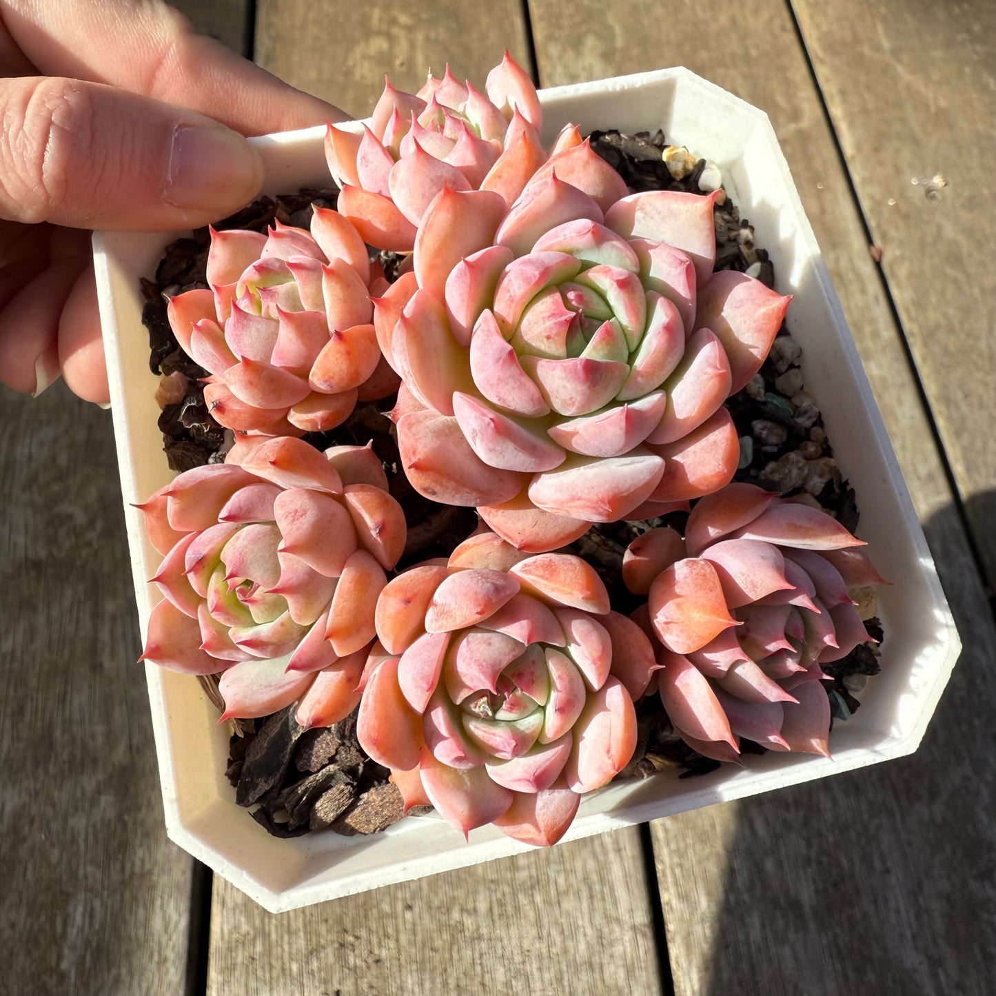 1208 蒂比
