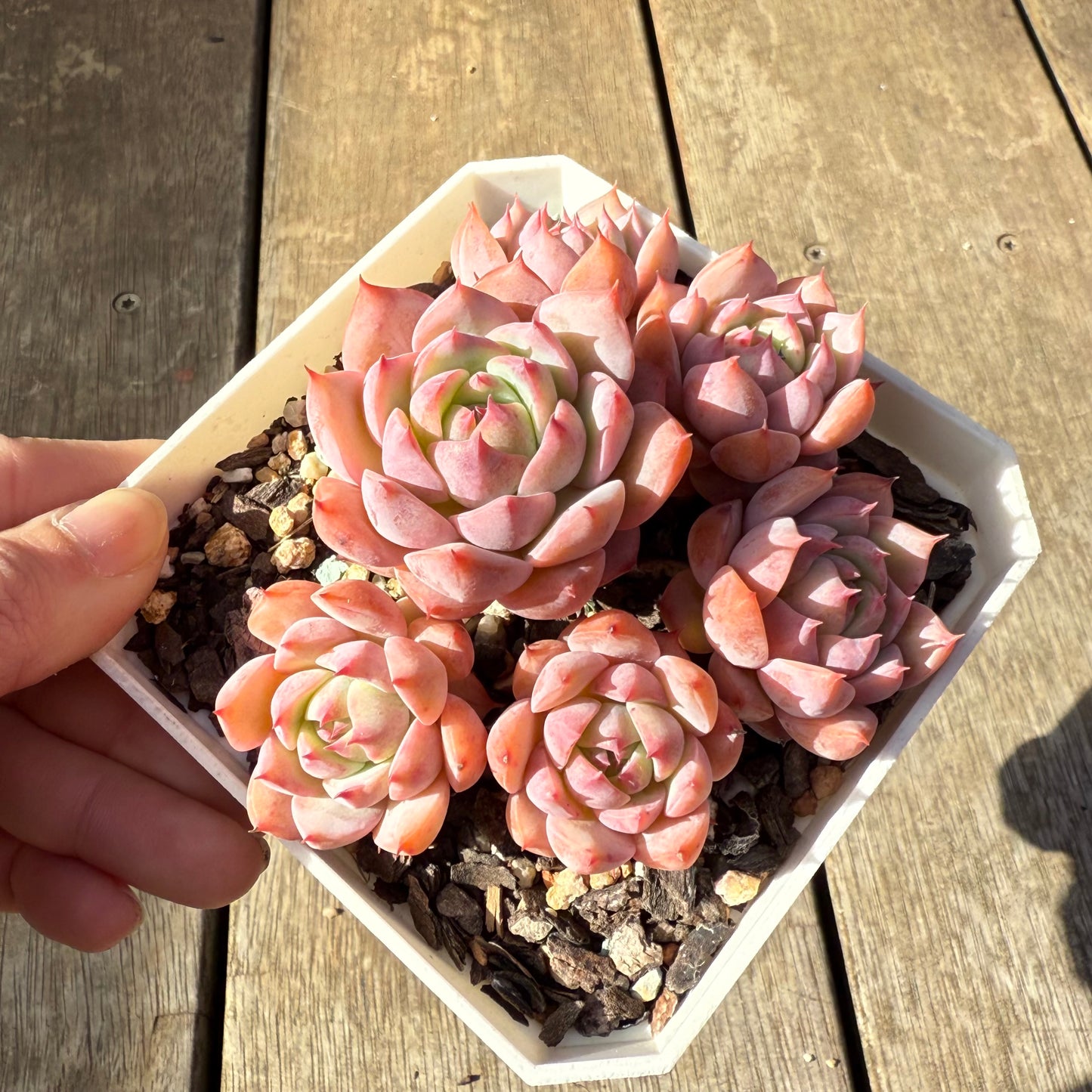 1208 蒂比