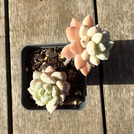 1208 Graptoveria White Horse