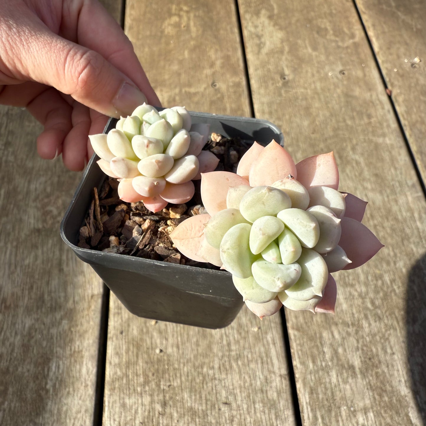 1208 Graptoveria White Horse