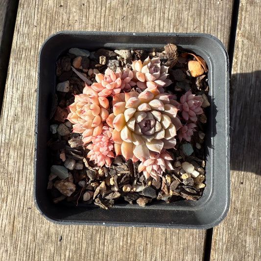 1208 Echeveria 'Fairy Floss'