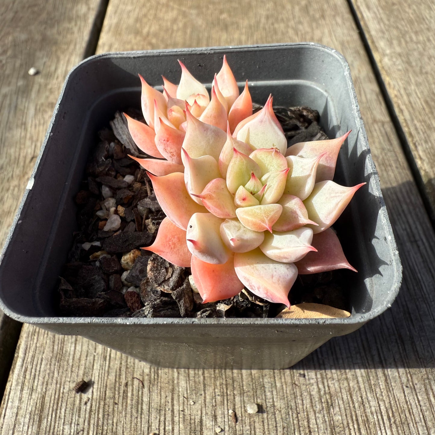 1208 Echeveria 'Falling Star'