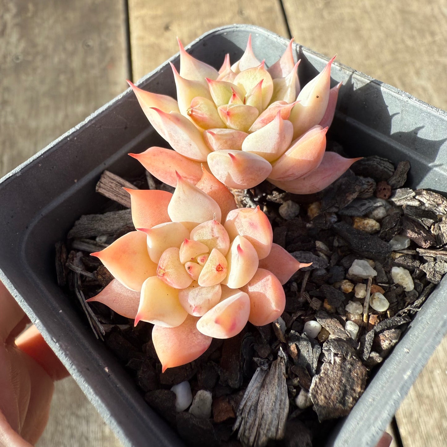 1208 Echeveria 'Falling Star'