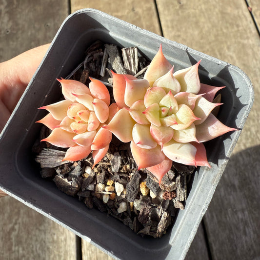 1208 Echeveria 'Falling Star'