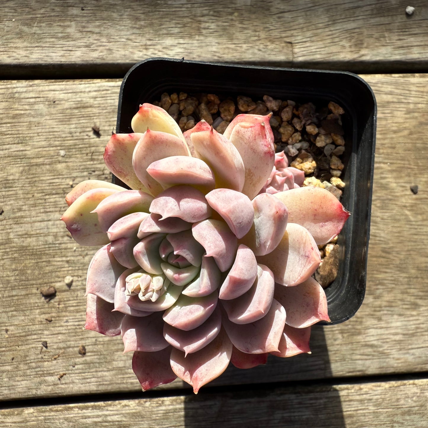 1208 Echeveria 'Sweet Bean'