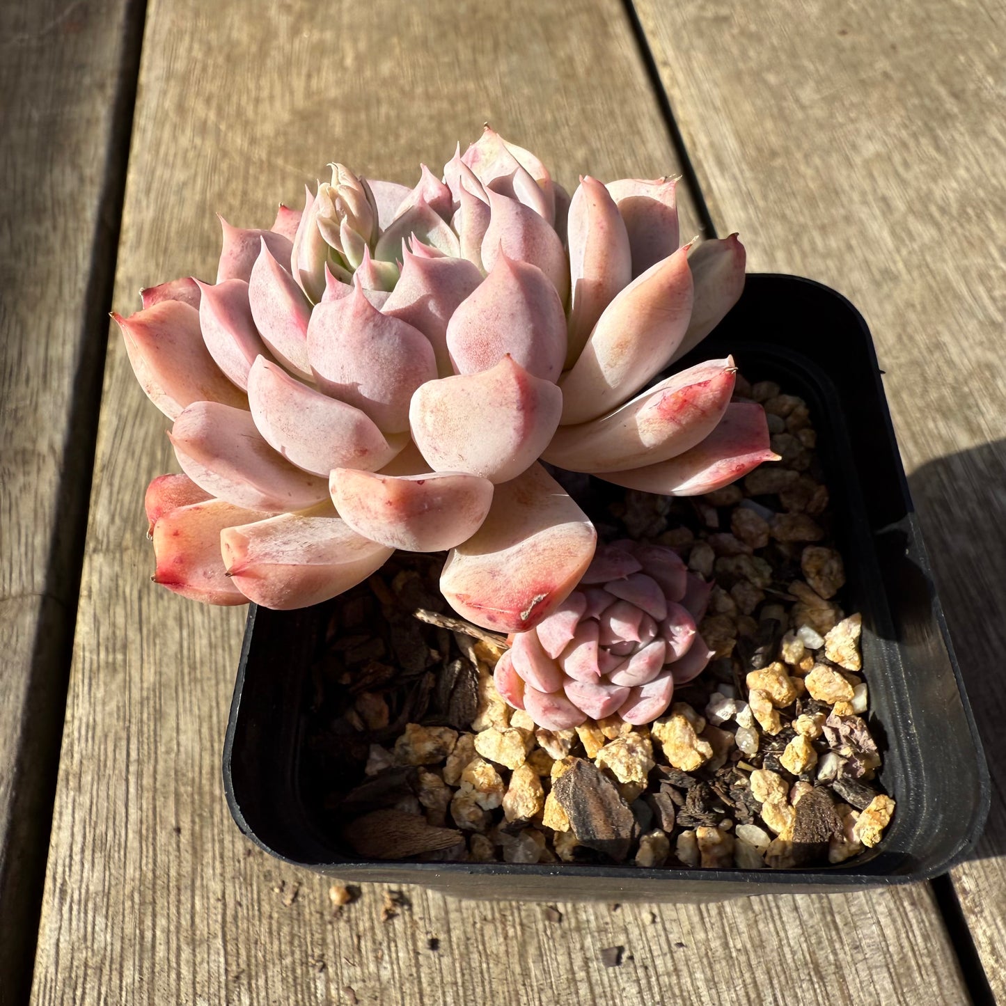 1208 Echeveria 'Sweet Bean'