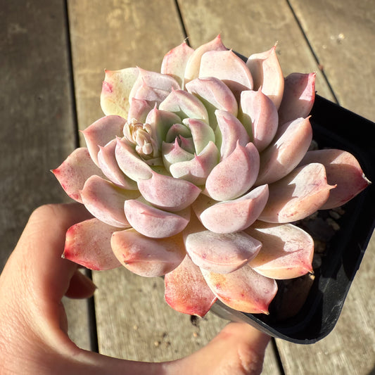 1208 Echeveria 'Sweet Bean'