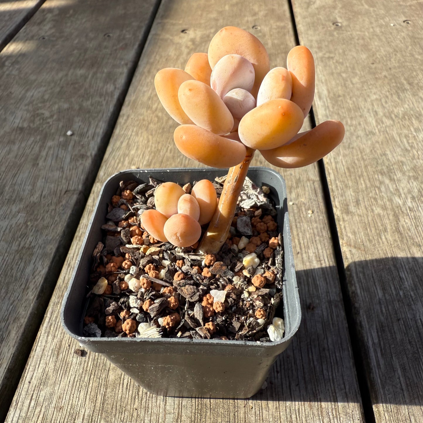 1208 橙雪球