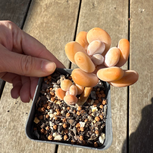 1208 Pachyphytum Orange Snowball