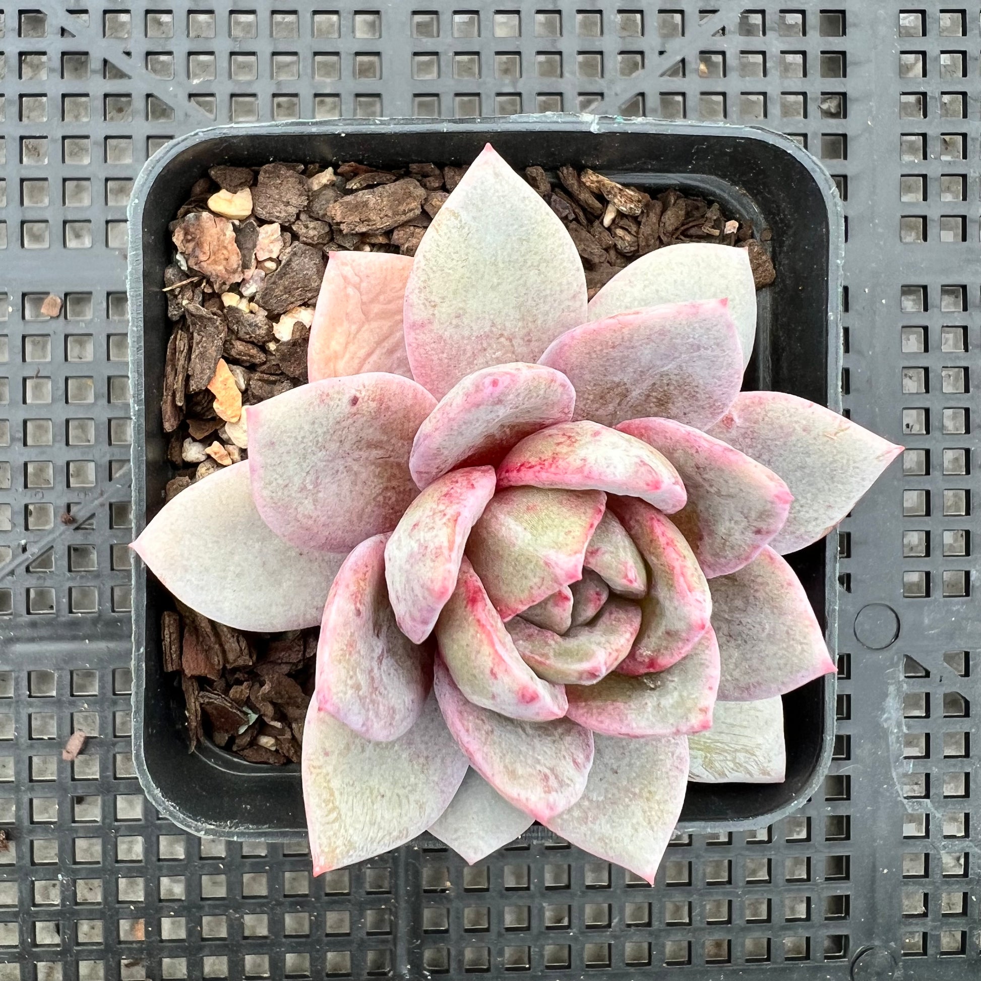 succulent german 1209 Echeveria German Champagne – Bella Succulent Garden