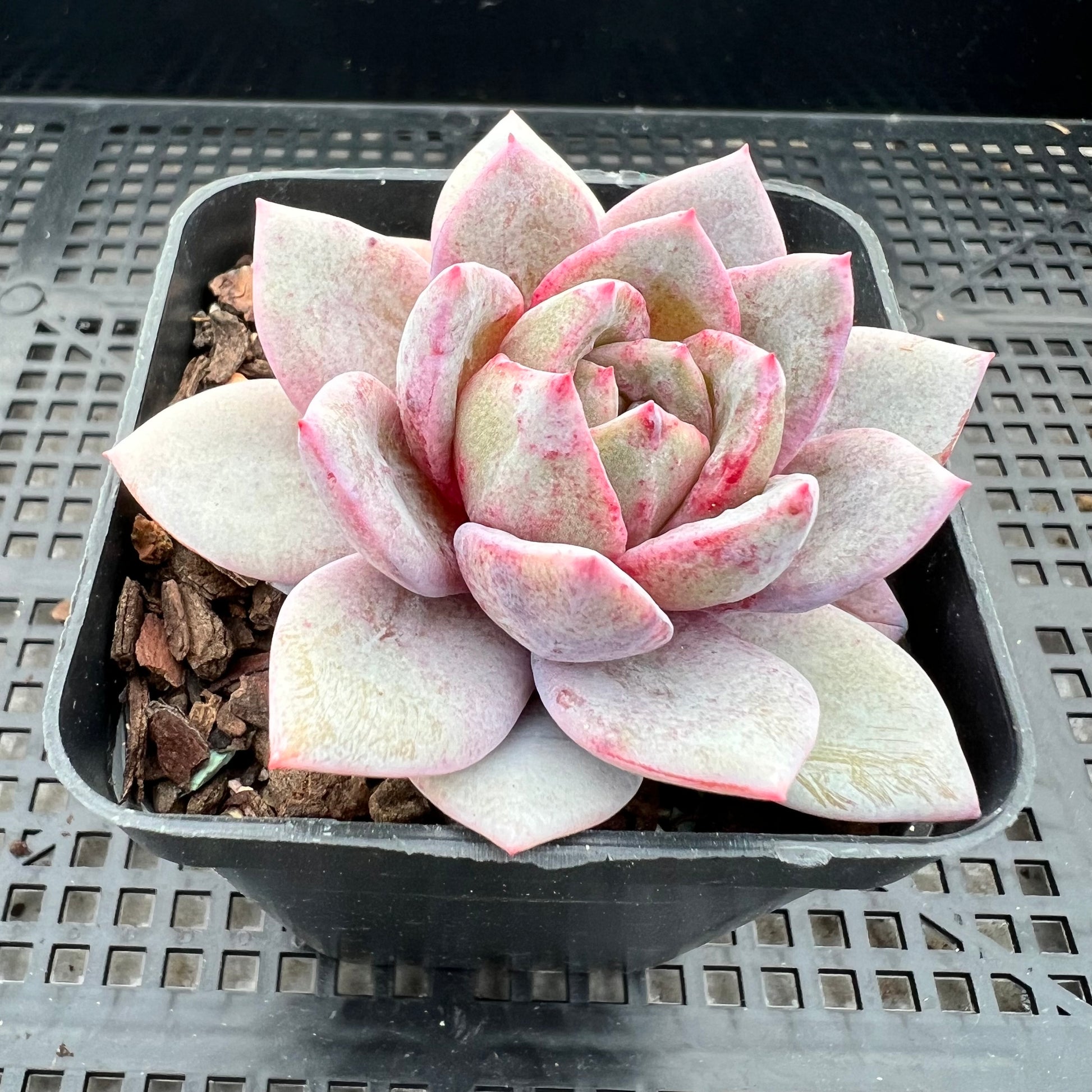 german champagne succulent 1209 Echeveria German Champagne