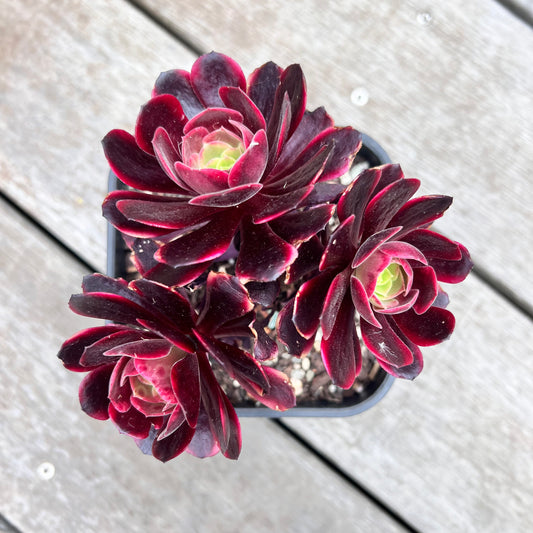 1211 Aeonium Super Bang