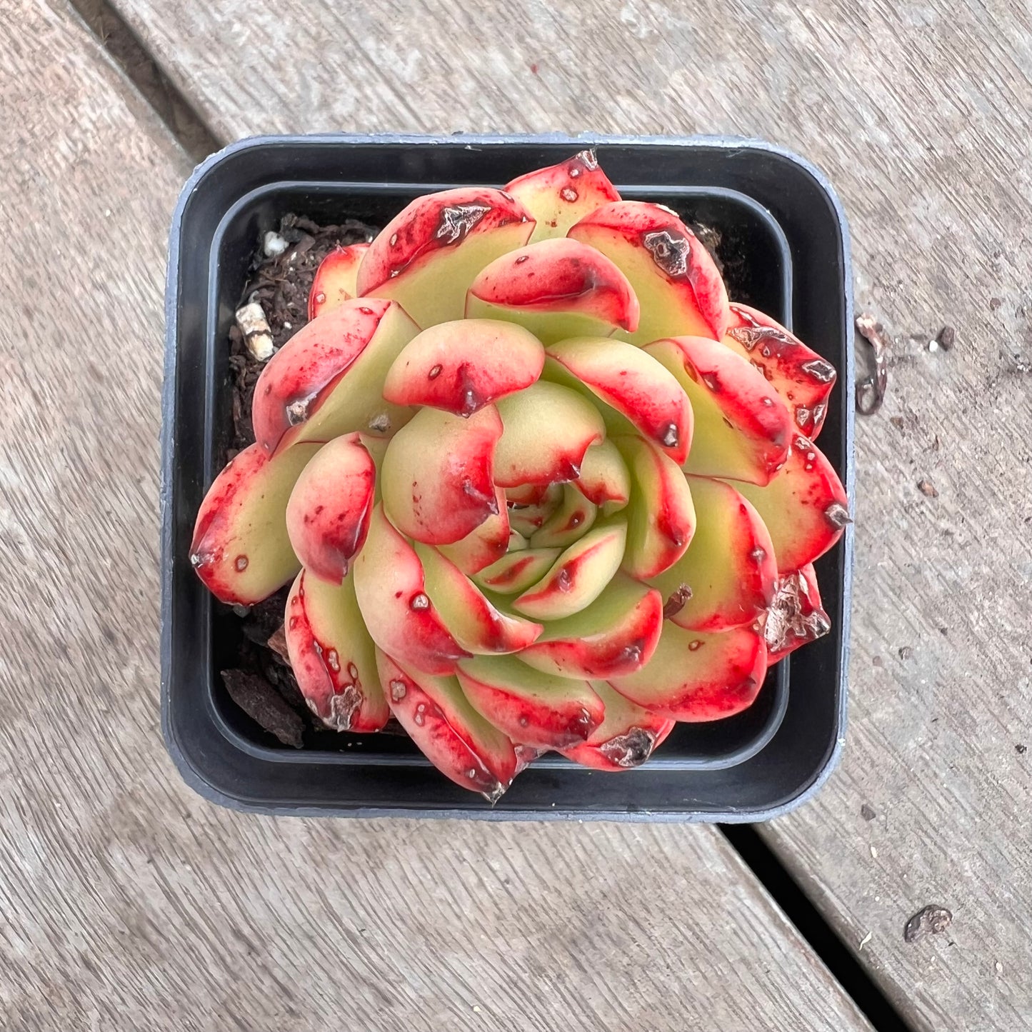 1211 Echeveria Agavoides Christmas (with marks)