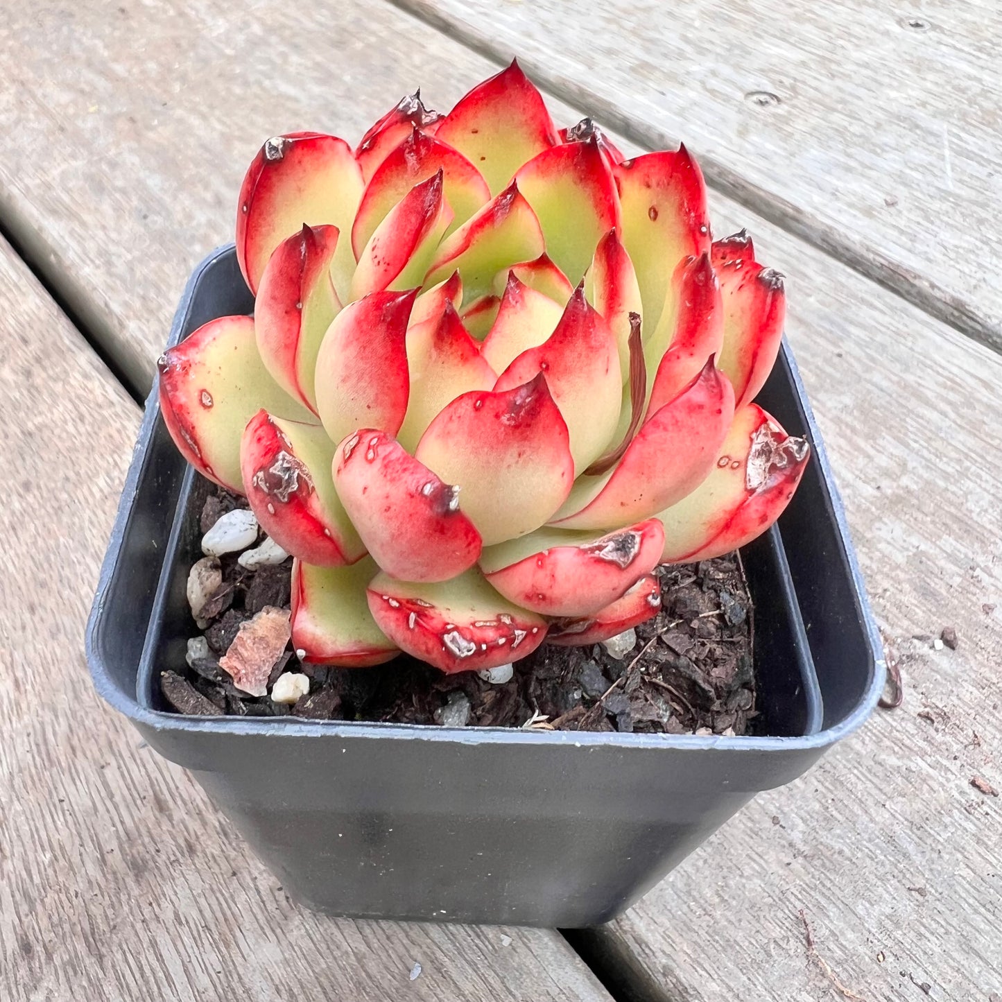 1211 Echeveria Agavoides Christmas (with marks)