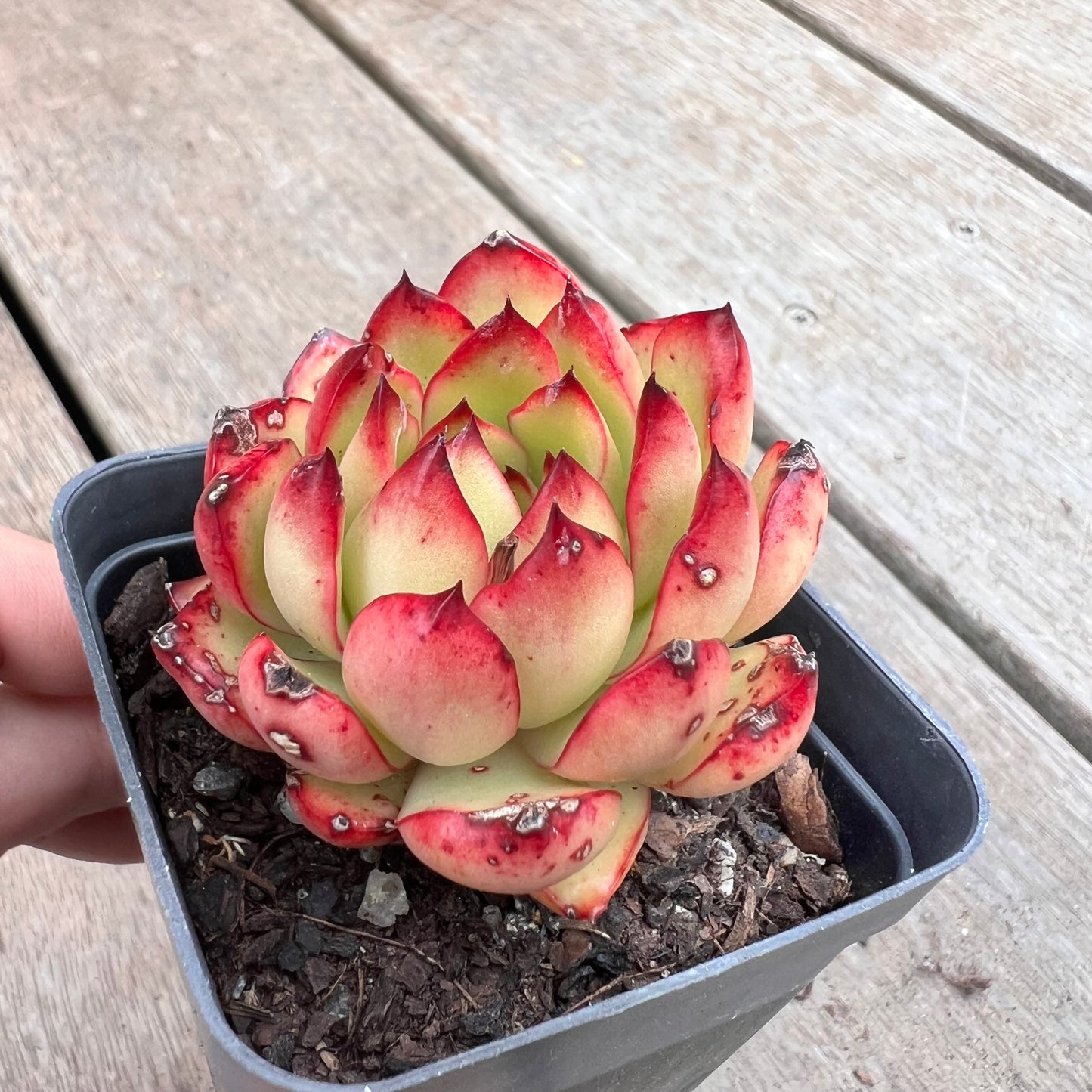 1211 Echeveria Agavoides Christmas (with marks)