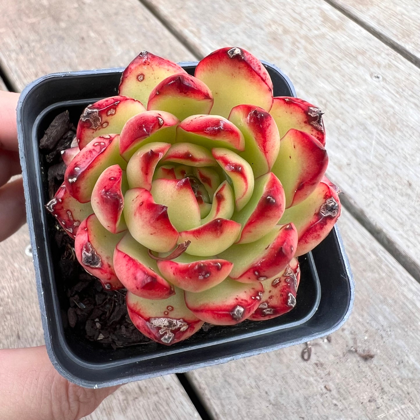 1211 Echeveria Agavoides Christmas (with marks)