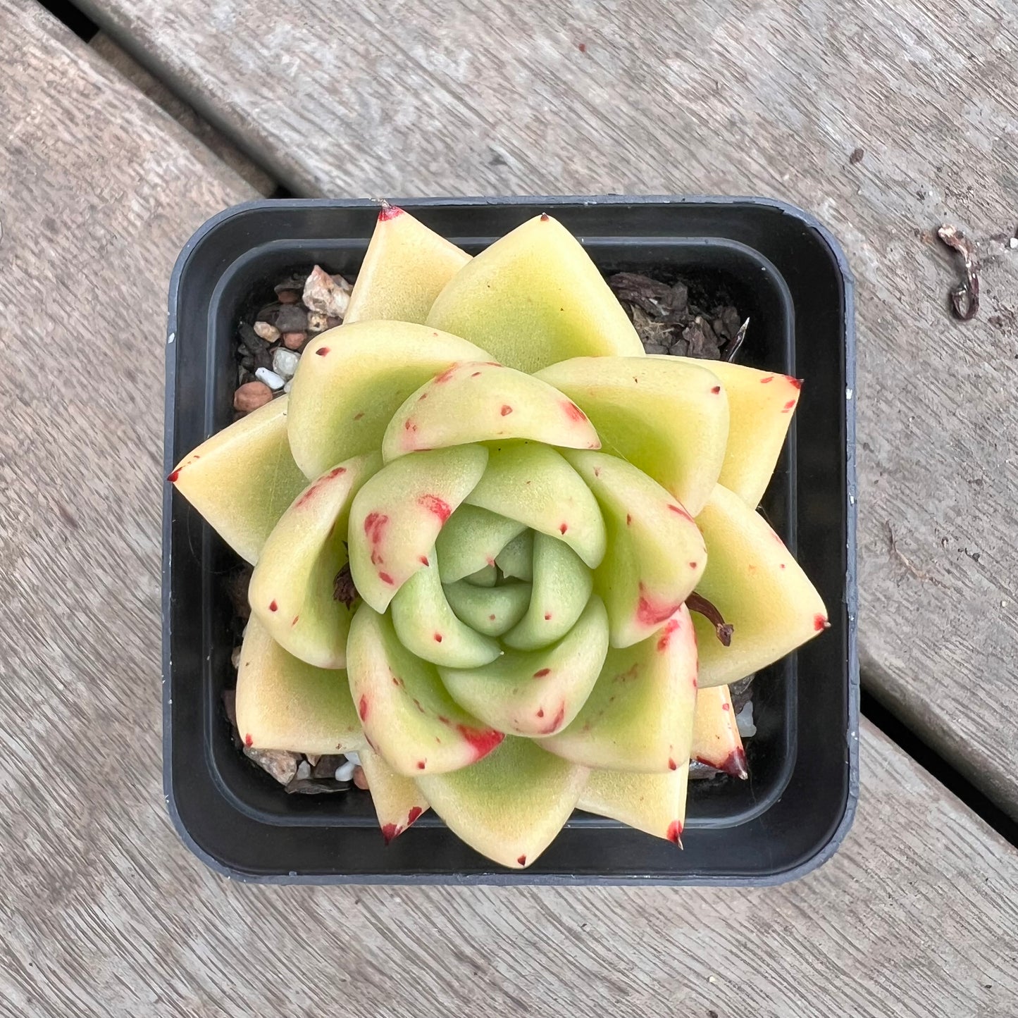 1211 Echeveria Agavoides Maria