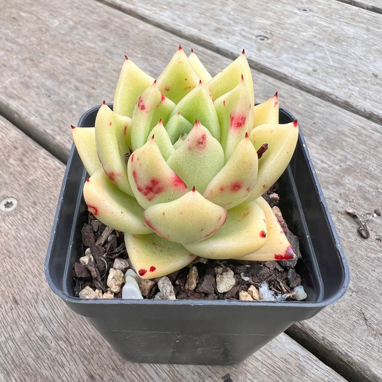 1211 Echeveria Agavoides Maria