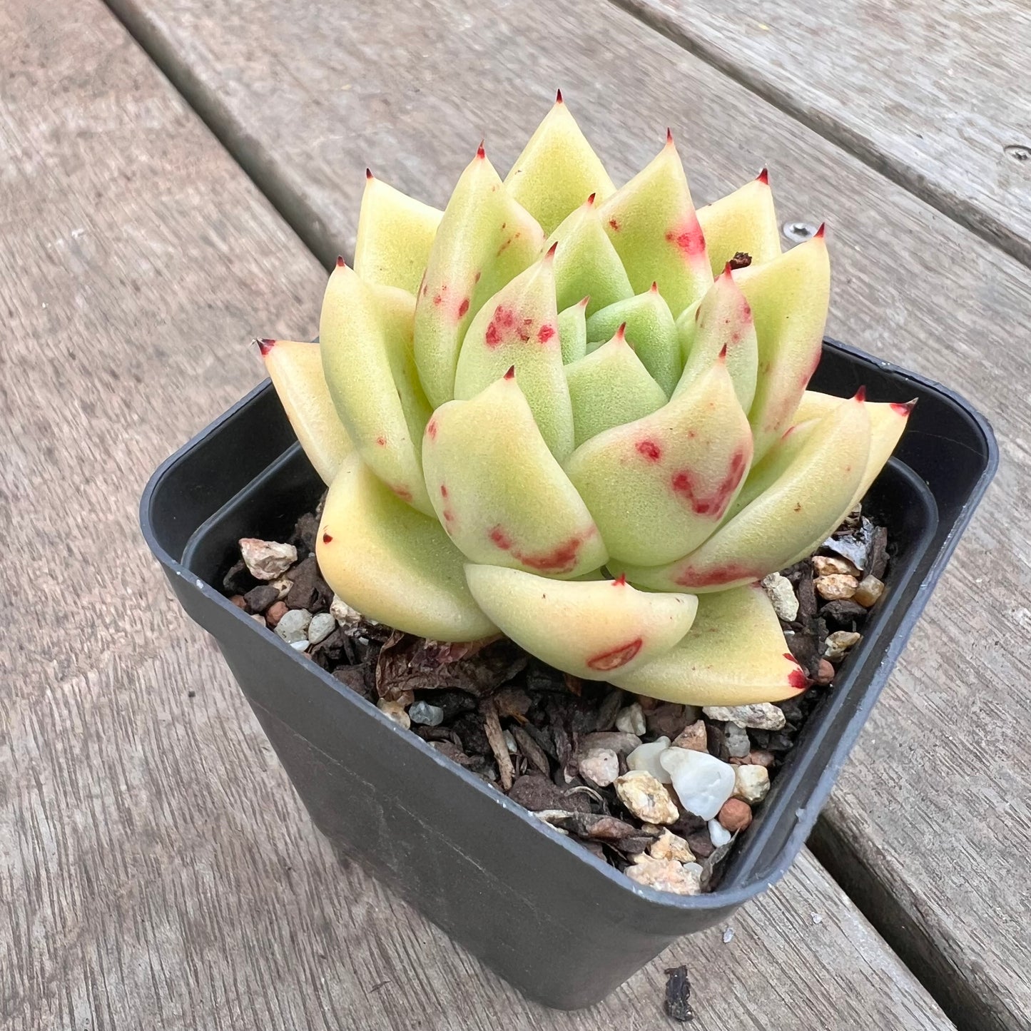 1211 Echeveria Agavoides Maria