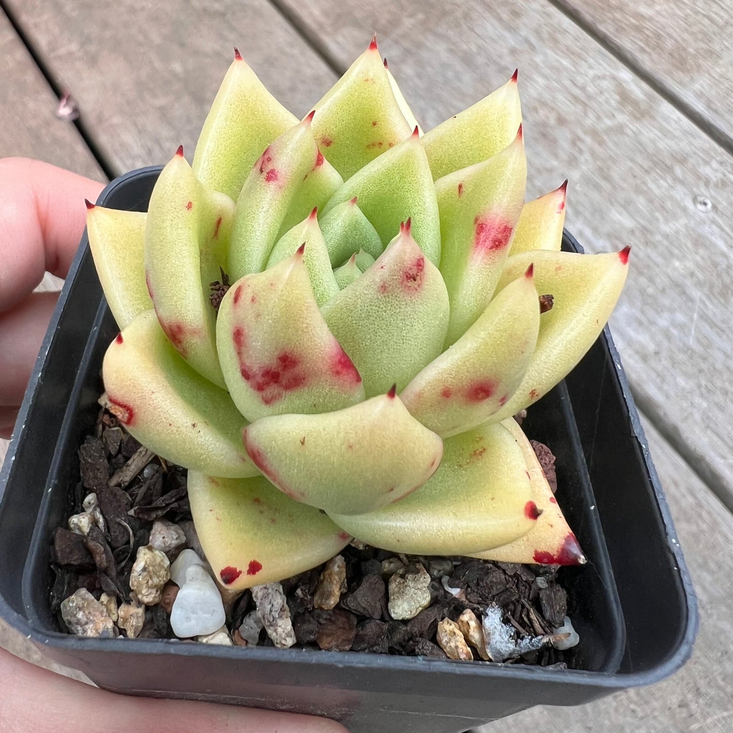 1211 Echeveria Agavoides Maria