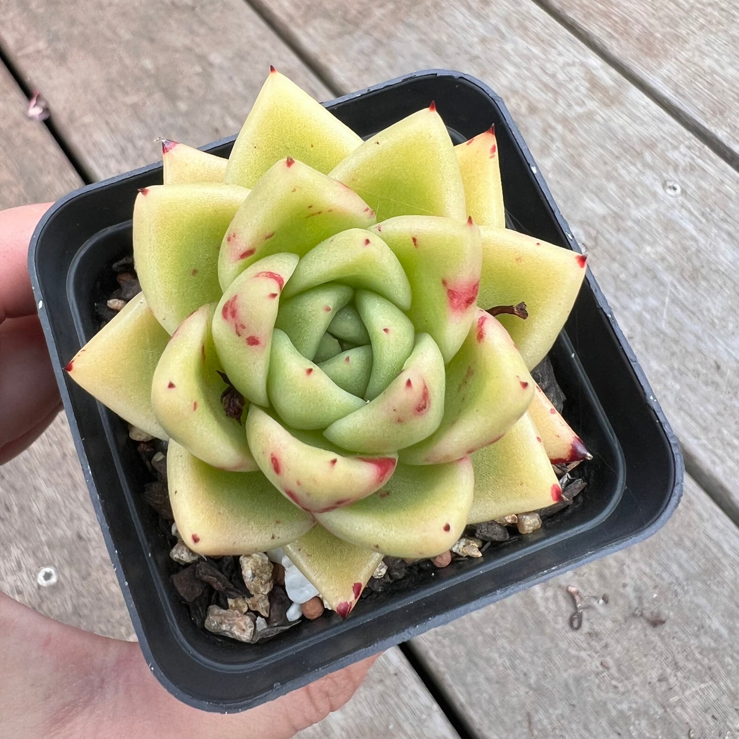 1211 Echeveria Agavoides Maria