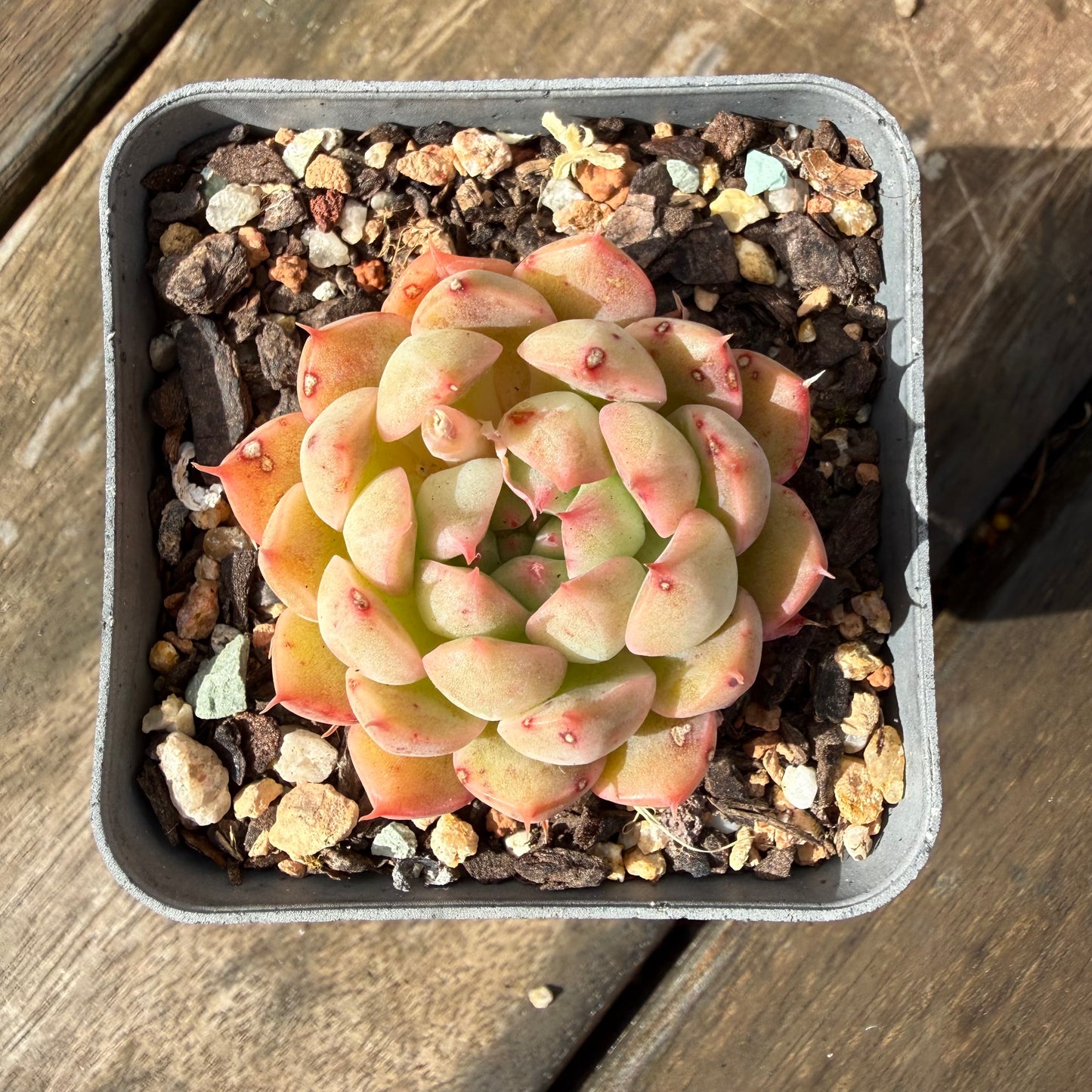 1211 Echeveria Agavoides x Malgan