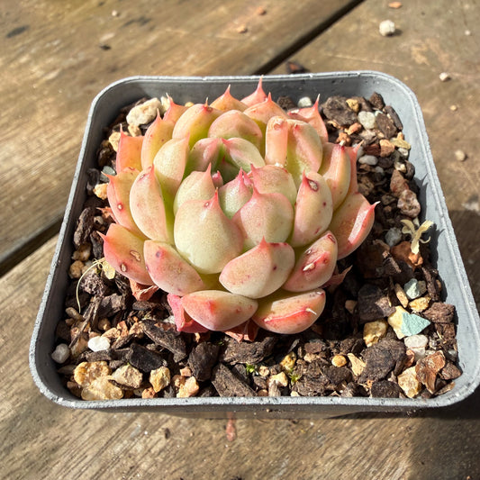 1211 Echeveria Agavoides x Malgan