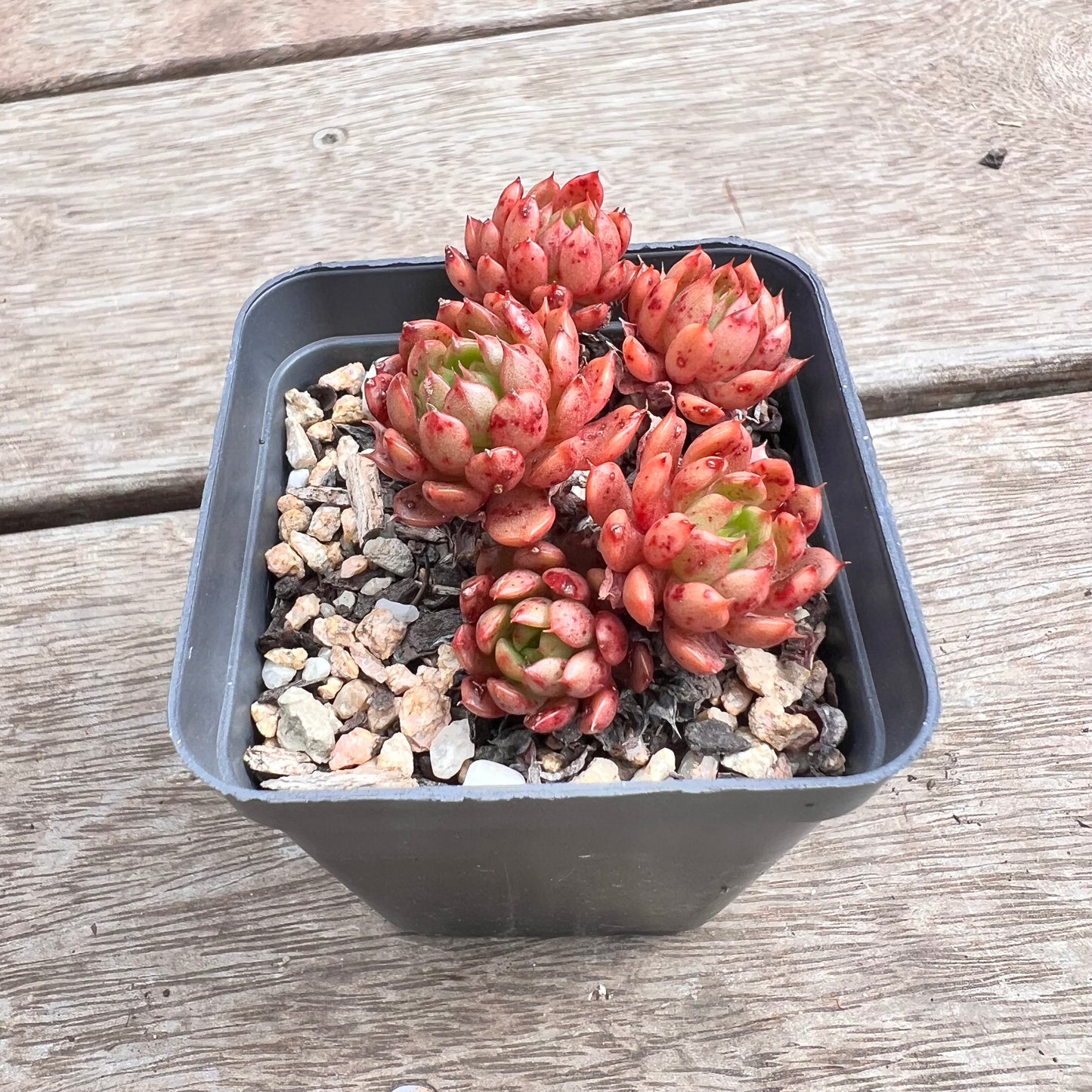 1211 Echeveria Bini Gessei (multi)