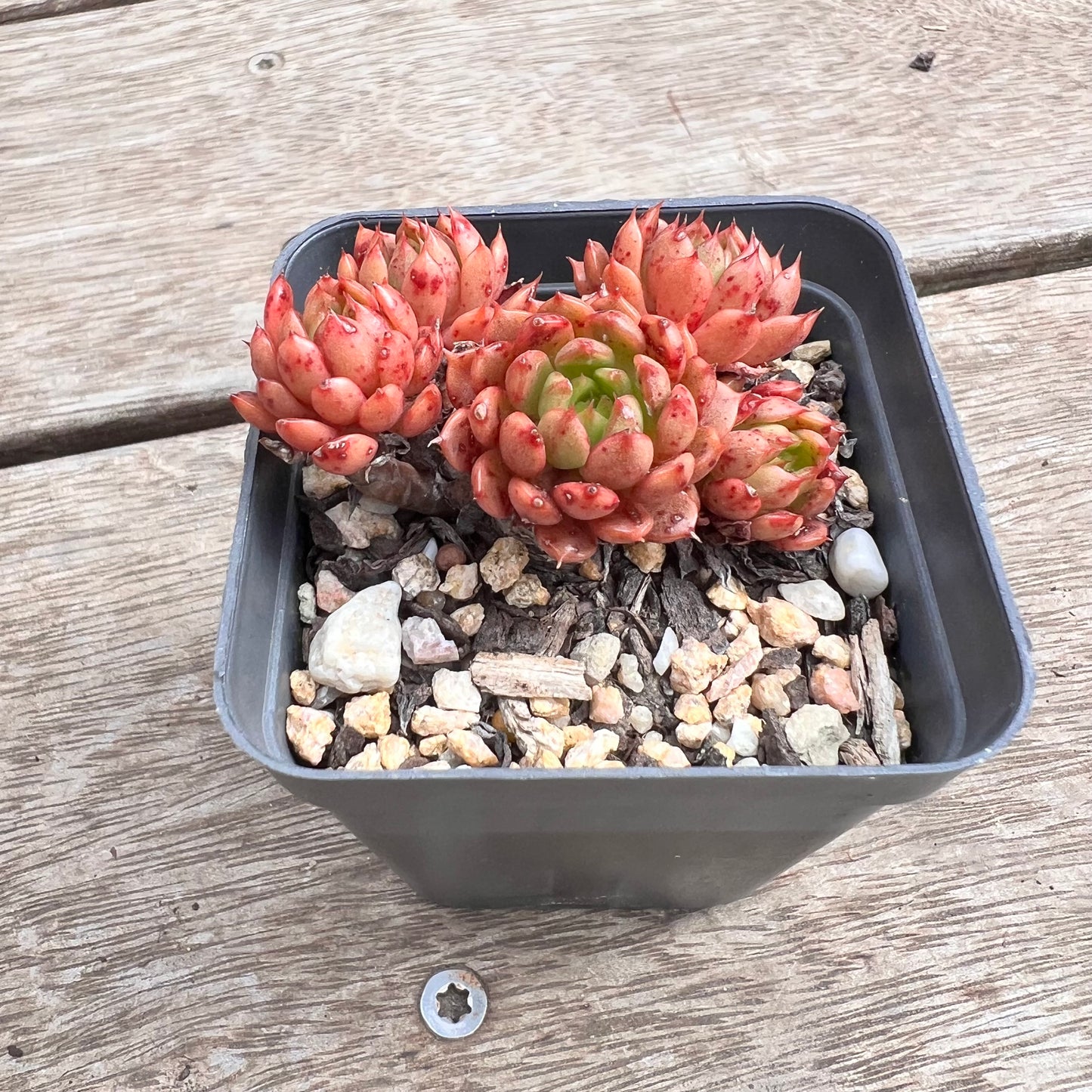 1211 Echeveria Bini Gessei (multi)