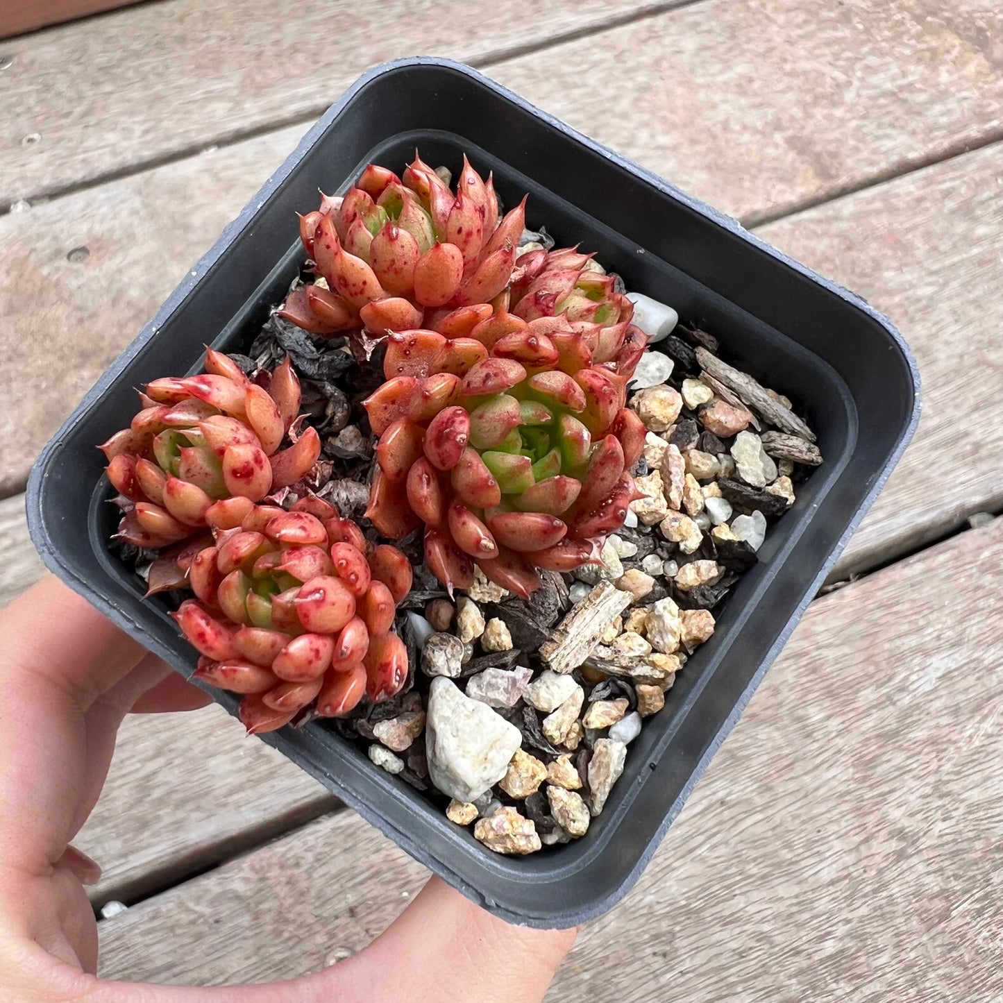 1211 Echeveria Bini Gessei (multi)