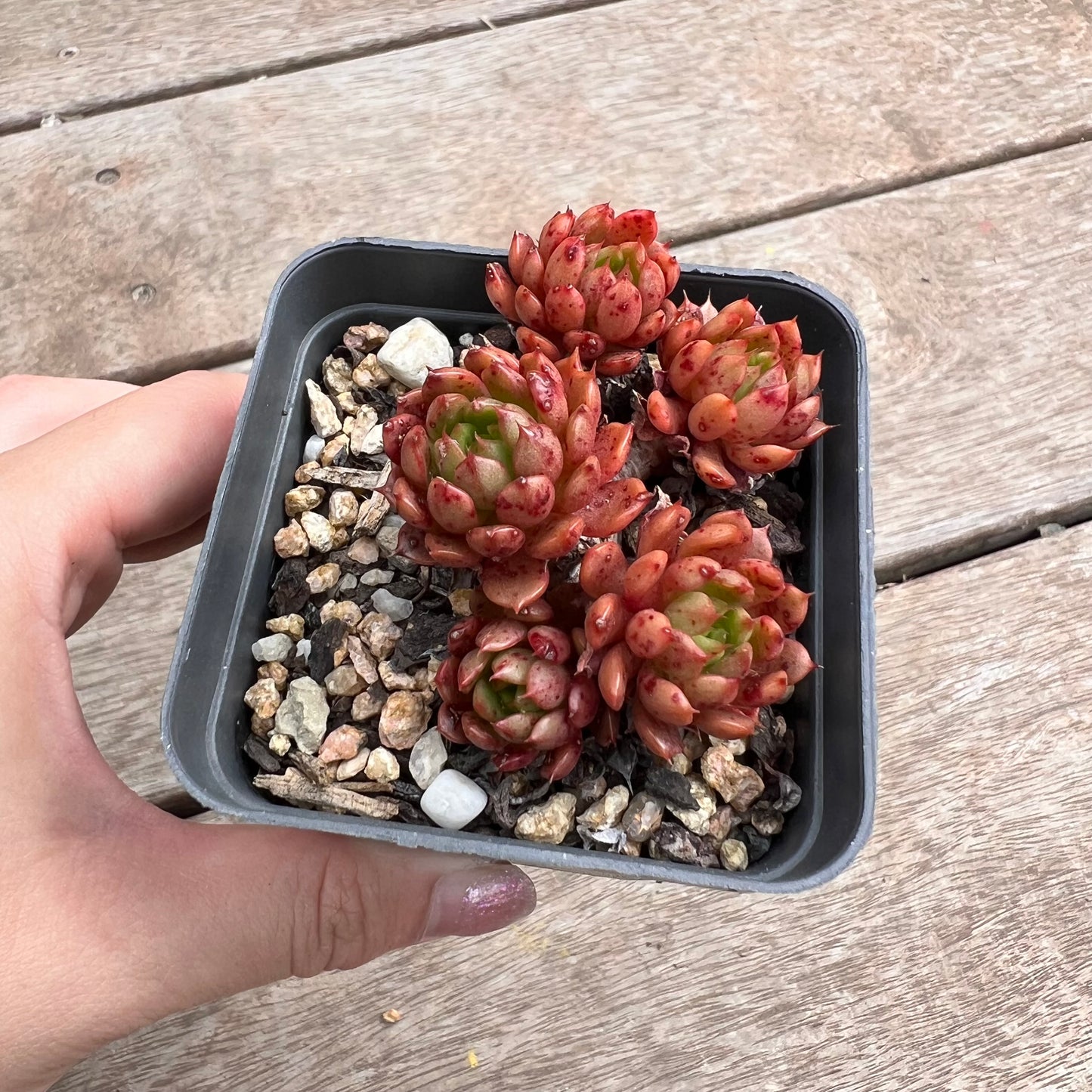 1211 Echeveria Bini Gessei (multi)