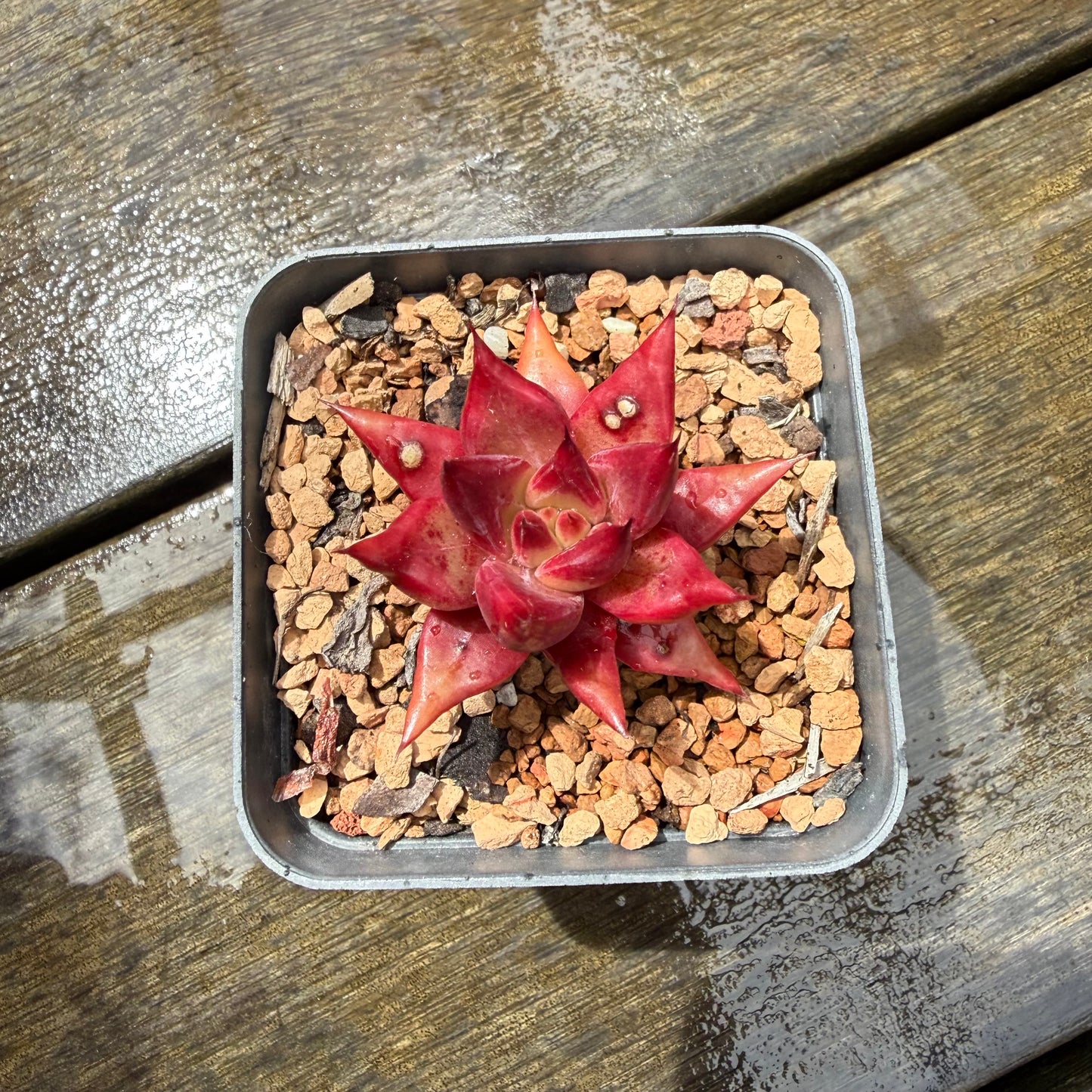 1211 Echeveria Cayenne