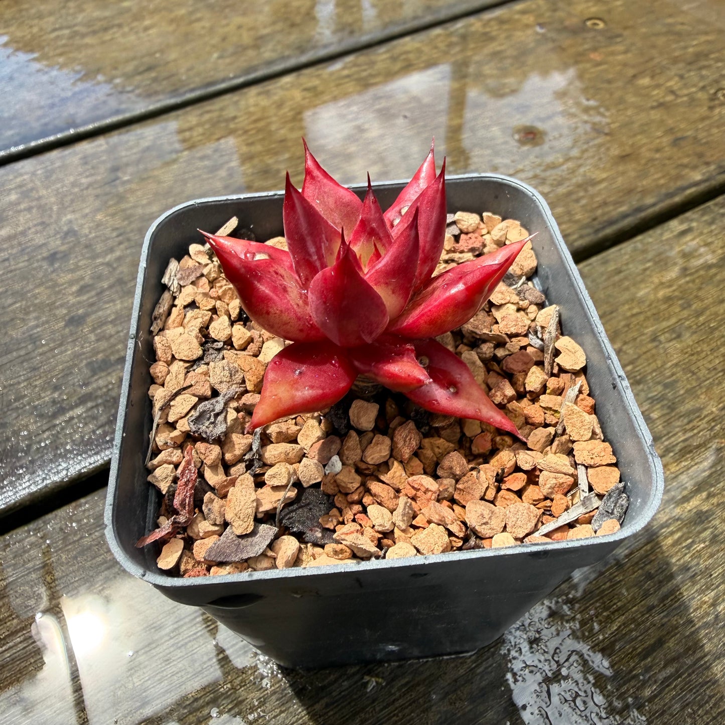 1211 Echeveria Cayenne